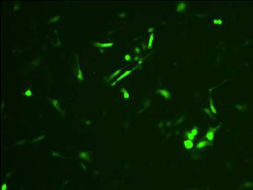 A6 - Xenopus Kidney Epithelial cells - Transfection Efficiency 60 per cent
